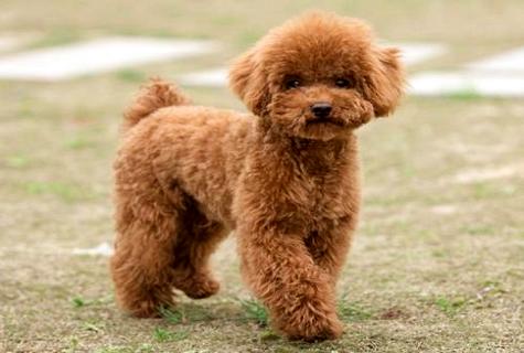 “巨型泰迪犬多少錢一只”,一般家庭能接受嗎？